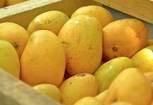 Exportación de mango veracruzano se agilizará gracias a embajador de EU Exportación de mango veracruzano se agilizará gracias a embajador de EU